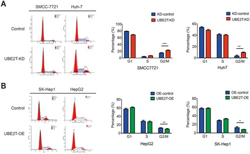 Figure 5 UBE2T is involved in cell cycle G2-to-M transition. (A) Flow cell count detection cell cycle representative analysis map. (B) Cell cycle G1, S, G2/M phase ratio histogram. UBE2T-KD: UBE2T stable interfering cell line; UBE2T-OE: UBE2T stable overexpressing cell line. *P<0.05, **P<0.01, ***P<0.001.Abbreviations: UBE2T, ubiquitin-conjugating enzyme E2T; UBE2T-KD, UBE2T knockdown; UBE2T-OE, UBE2T overexpression; KD-control, control cells transfected with the control vector; OE-control, control cells transfected the empty vector.