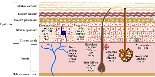 Figure 1 Scheme of endocannabinoid system (ESC) specific to the skin.