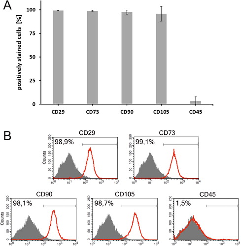 Figure 1. Immunophenotypic characterisation of human bone marrow-derived MSC at passage three. (a) MSC cultures (n = 8) were highly positive for CD29, CD73, CD90 and CD105, and negative for CD45. Results are presented as mean ± SD. (b) Representative flow cytometry histograms of the fundamental surface markers used to define MSC.