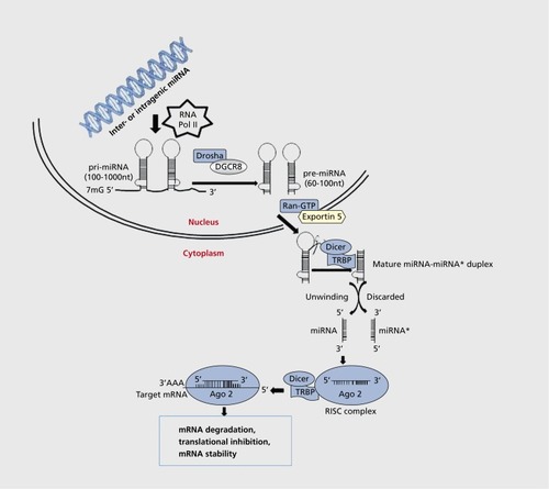 Figure 1. miRNA biogenesis. microRNAs (miRNAs) are encoded in the genome (inter or intragenis) and transcribed by RNA polymerase II (RNA pol II) to generate primary microRNA (pri-miRNA). These pri-miRNAs are taken up by the RNA II enzyme Drosha/DiGeorge syndrome critical region 8 (DGCR8) protein, which catalyzes the formation of precursor miRNA (pre-miRNA). Pre-miRNA is then exported to cytoplasm by ExportinB in conjunction with Ras-related nuclear protein, RanGTR In the cytoplasm, pre-miRNA is cleaved into miRNA:miRNA* duplex by the Rnase III enzyme Dicer/Tar RNA-binding protein (TRBP) or PKR activating protein (PACT). One of these miRNA/miRNA* duplexes is discarded and the other one is loaded onto an Argonaute (Ago) homologue protein (isoforms of eukaryotic translation initiation factor [eIF] 2c) to generate the effector complex, known as RNA-induced silencing complex (RISC). The RISC complex directs miRNA to specific “short-seed” sequences located predominantly within the 3' UTR region of the target messenger RNA (mRNA). This leads to degradation or translational inhibition. nt, nucleotides