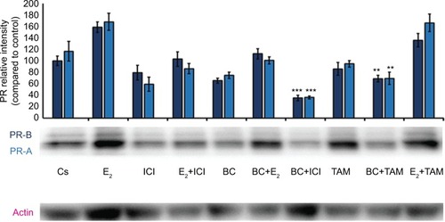 Figure 6 The effects of hormones and antihormones in combination with BC on PR expression in T-47D cells.