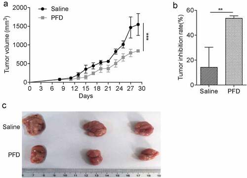 Figure 3. PFD treatment prevents renal cancer progression in mice.