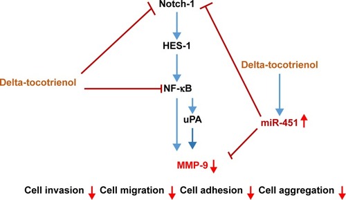 Figure 4 Proposed mechanism by which delta-tocotrienol suppresses cell migration and invasion in A549 and H1299 cells.