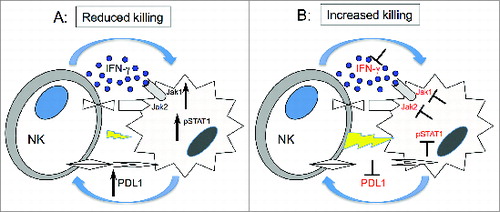 Figure 7. Hypothetical mechanism forIFNγ pathway modulation of tumor susceptibility to NK cells. (A) Upon engagement with target cells, NK cells secrete IFNγ, which in turn activates JAK1, JAK2 and STAT1 in tumor cells. This signal upregulates expression of PD-L1 on tumor cells resulting in increased resistance to NK cell killing. (B) Inhibition of JAK1 or JAK2 activation or IFNγ blocks upregulation of PD-L1 resulting in increased susceptibility of tumor cells to NK cell lysis.