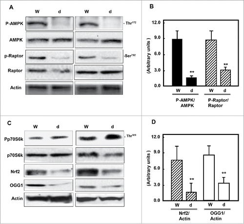 Figure 1. Diabetes inhibits AMPK and decreases mTORC1, Nrf2 and OGG1 protein expression. (A & C) Representative Immunoblot analysis shows a significant decrease in AMPK phosphorylation at Thr172 and raptor at Ser792 (marker of mTORC1 activation) in kidney cortex of db/db mice (d) compared to wild type mice (W). Inactivation of AMPK and activation of mTORC1 resulted in significant decrease of Nrf2 and OGG1 protein expression in kidney cortex of diabetic compared to wild type mice. Actin was used as a loading control. (B & D) Histograms represent means ± SE (n = 4). Significant difference from wild type is indicated by *P < 0.01.