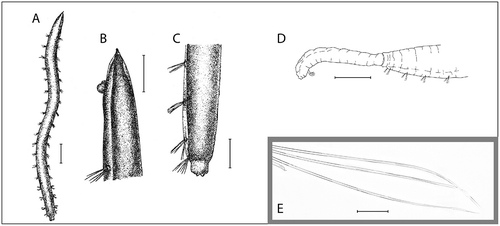 Figure 1. Ophelina abranchiata Støp-Bowitz, Citation1948. A–C, holotype (SMNH type-2118), after Støp-Bowitz Citation1948. A, complete specimen, dorsal view; B, anterior part of body, dorso-lateral view; C, posterior part of body, dorso-lateral view (anal tube missing); D, posterior part of body with anal tube and short (broken) ventral cirrus, lateral view (Environmental monitoring, stn OL-03); E, capillary setae from mid-body setiger (R/V ‘H. Mosby’, stn 83.06.08.2). Scale bars: A,D, 1.0 mm; B,C, 0.5 mm; E, 50 μm.