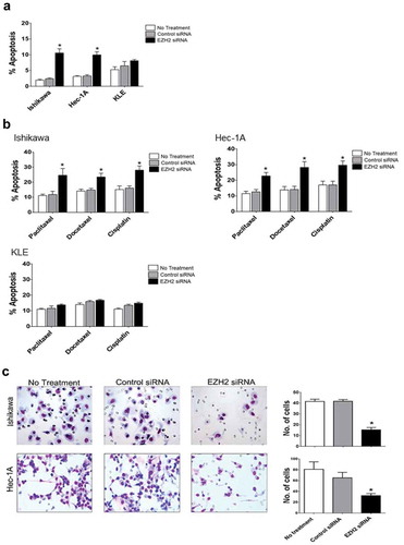 Figure 3. Effects of EZH2 silencing on tumor cell apoptosis and cell invasion in vitro. The apoptotic rate after EZH2 siRNA treatment alone (a) or in combination with cytotoxic chemotherapy (b) on Ishikawa, Hec-1A, and KLE cells. Apoptosis was measured by determining the percentage of PE Annexin V/7-AAD positive cell at 72 hours after treatment. (c) The number of cells invaded after EZH2 silencing on Ishikawa and Hec-1A cells. Error bars represented SEM; *, p < .05.