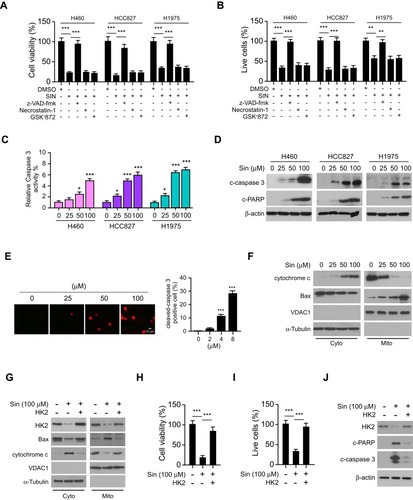 Figure 4 Overexpression of HK2 reduces sinomenine-induced mitochondrial apoptosis in NSCLC cells. (A and B) HCC827, H1975, and H460 cells were pre-treated with z-VAD-fmk, necrostatin-1, or GSK’873 for 4 h, followed by sinomenine treated for 72 h, cell viability was determined by MTS (A) and trypan blue exclusion assay (B). (C) Caspase 3 activity in sinomenine-treated NSCLC cells. (D) The expression of cleaved-caspase 3 and -PARP in sinomenine-treated NSCLC cells was analyzed by IB. (E) Cleaved-caspase 3 in sinomenine-treated HCC827 cells was determined by IF analysis. (F) The expression of cytochrome c and Bax in subcellular fractions of sinomenine-treated HCC827 cells was determined by IB analysis. Cyto, cytosolic fraction, Mito, mitochondrial fraction. (G) The expression of HK2, cytochrome c, and Bax in subcellular fractions of sinomenine-treated HCC827 cells with HK2 overexpression was determined by IB analysis. Cyto, cytosolic fraction, Mito, mitochondrial fraction. (H and I) HCC827 cells were transfected with HK2 and treated with sinomenine, cell viability was analyzed by MTS (H) and trypan blue exclusion assay (I). (J) The expression of cleaved-caspase 3 and -PARP in sinomenine-treated HCC827 cells with HK2 overexpression was examined by IB analysis. *p<0.05, **p<0.01, ***p<0.001.