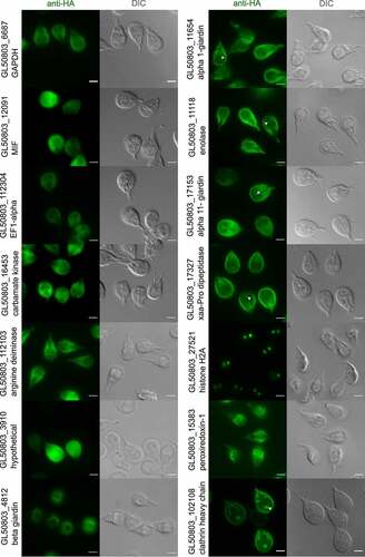 Figure 1. Selected putative UPS substrates localize to PV/PECs. Representative widefield light microscopy images of antibody-labeled HA epitope tagged UPS substrates and controls, expressed in Giardia trophozoites (anti-HA panels) including DIC images (Differential Interference Contrast). The first six transgenic lines on the left (GL50803_112103 Arginine deiminase, GL50803_12091 Macrophage migration inhibitory factor (MIF), GL50803_3910 hypothetical protein, GL50803_16453 carbamate kinase, GL50803_112304 TEF1 alpha, GL50803_6687 GAPDH (Glyceraldehyde 3-phosphate dehydrogenase)) show a cytosolic distribution, while GL50803_4812 beta-giardin shows localization to the ventral disc. The first four transgenic lines on the right (GL50803_17327 Xaa-Pro dipeptidase, GL50803_11654 alpha 1-giardin, GL50803_17153 alpha 11-giardin, GL50803_11118 Enolase) show a proximity to PV/PECs. GL50803_27521 Histone H2A localizes to nuclei while GL50803_15383 Peroxiredoxin-1 shows an ER localization pattern. GL50803_102108 Glchc is included as a bona fide PV/PECs localized protein [Citation18–20]. The PV/PECs-enriched bare zone is highlighted with a white arrowhead. Scale bars: 5 µm.