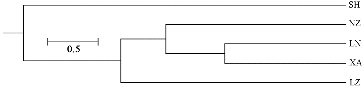 Figure 2. Dendrogram of the five geographical populations using UPGMA.