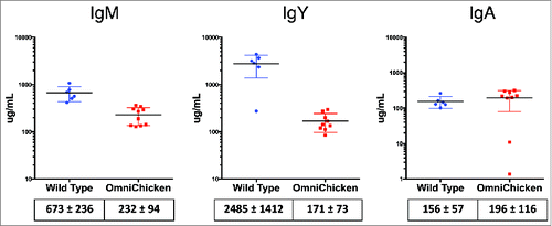 Figure 2. Plasma levels of IgM and IgY are reduced in OmniChickens but IgA levels are normal. Immunoglobulins were measured by ELISA in wild-type (N = 7) and OmniChickens (N = 9). Ig concentrations were determined by comparison to standards. Mean values (in μg/mL) and standard deviations are shown below the plots.