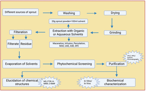 Figure 2. Extraction of phytochemical from sprouts.