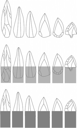 Figure 1. MSA point form variation showing that proximal variation would be visually obscured when point is hafted to a handle.