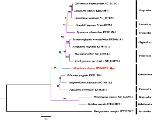 Figure 4. the phylogenetic tree was based on A. elegans and other 15 species, which was performed by ML analysis of the 13 protein-coding genes. The base composition and the phylogenetic tree were calculated using IQ-TREE 2.2.0 software with the maximum-likelihood method, 1000 replicates, and GTR + F+R4 model. The phylogenetic position of A. elegans was marked with a red arrow. The following sequences were used: Chiromantes haematochir NC_042142.1 (Li et al. Citation2019), Sesarmops sinensis KR336554.1 (Xing et al. Citation2016), Chiromantes eulimene NC_047209.1 (Zhang et al. Citation2020), Charybdis japonica MW446892.1 (Liu and Cui Citation2010), Dynomene pilumnoides KT182070.1 (Shi et al. Citation2016), Laurentaeglyphea neocaledonica KU500619.1 (Tan, Gan, Dally, et al. Citation2018), Neoglyphea inopinata KT984197.1 (Tan, Gan, Dally, et al. Citation2018), Pleoticus muelleri NC_039964.1 (Kim et al. Citation2018), Trachypenaeus curvirostris NC_050695.1 (Zhu et al. Citation2019), Grimothea gregaria KU521508.1 (Lee et al. Citation2016), Neopetrolisthes maculatus KC107816.1 (Shen et al. Citation2013), Pylocheles mortensenii KY352242.1 (Tan, Gan, Lee, et al. Citation2018), Hemigrapsus sinensis NC_065995.1 (Jin et al. Citation2023), Shinkaia crosnieri EU420129.1 (Yang and Yang Citation2008), Terrapotamon thungwa MW697087.1 (Yundaeng et al. Citation2022).