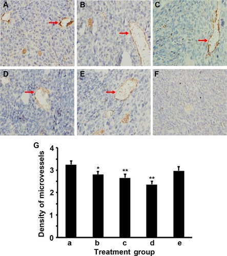 Figure 6 IFNγ and celecoxib decrease the density of microvessels in the tumors.