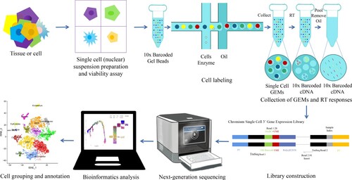 Figure 1. Single cell RNA sequencing (scRNA-seq).