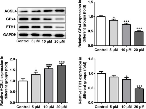 Figure 2 Apatinib regulates the expression of ferroptosis-associated proteins in HCT116 cells. The expression of ACSL4, GPx4 and FTH1 was determined using Western blot analysis. *P<0.05 ***P<0.001 vs control.