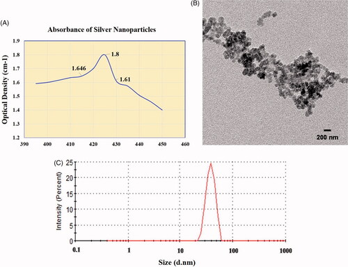 Figure 1. Synthesis and characterization of silver nanoparticles (AgNPs) (A) UV spectra of AgNPs synthesized through chemical method showing strong peak at 425 nm (B) DLS analysis for the particle size of AgNPs. (C) TEM micrograph of AgNPs.