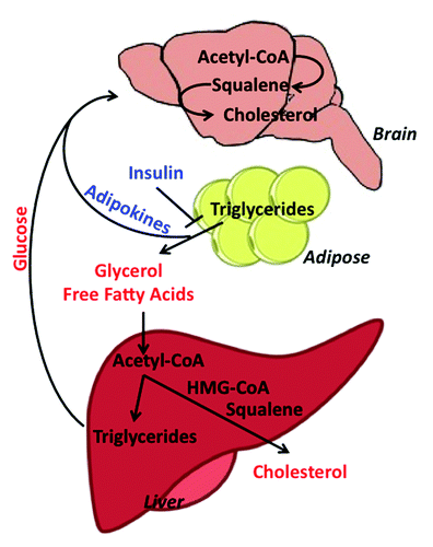 Figure 2. Metabolic crosstalk between the mouse brain, adipose tissue, and liver. Pathway members in red represent biomolecules circulating in the blood and members in blue represent circulating hormones. Loss of insulin sensitivity increases lipolysis in adipose tissue, resulting in the breakdown of stored triglycerides to glycerol and free fatty acids and the release of adipokine signaling molecules, which act on the brain. The increased circulating pool of free fatty acids is taken into the liver, where it is converted to acetyl-CoA and then converted either to triglycerides (stored in lipid droplets) or cholesterol, which is released into the blood. Meanwhile, circulating glucose is taken up by the brain for energy. Glucose absorbed by the brain can also be converted to acetyl-CoA, which enters into the cholesterol pathway and is eventually converted to HMG-CoA, squalene, and finally, cholesterol.