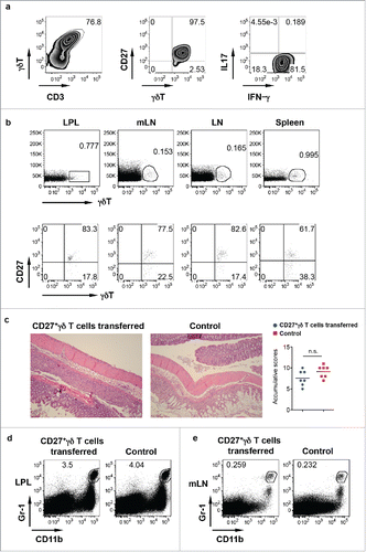 Figure 3. IFNγ-producing γδ T cells do not have a protective role in DSS-induced colitis. (A) CD27+ γδ T cells sorted from spleen and LNs were expanded ex vivo for 6 d. They predominately express CD27 and produce IFNγ but not IL-17. (B) Ex vivo expanded CD27+ γδ T cells were adoptively transferred into TCR δ KO mice. γδ T cell and CD27 staining in LPL, mLN, body LN, and spleen was shown. (C) Mice transferred with or without CD27+ γδ T cells were fed with DSS for 7 d. Representative histological slides and accumulative scores are shown. (D) Representative dot plots of Gr-1 and CD11b in LPL are shown. (E) Representative dot plots of Gr-1 and CD11b in mLN are shown.