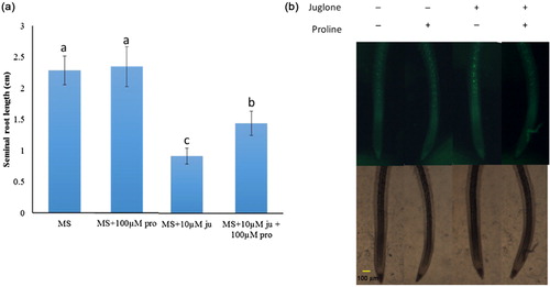 Figure 3. Exogenous application of proline (pro) enhances tolerance to juglone (ju) in tobacco seedlings. (a) Length of seminal roots in tobacco seedlings measured after 5 days of juglone treatment. Data are mean ± SD of three experiments. Means with the different letters are significantly different at p < 0.05 (ANOVA) (b) Effect of proline treatment on 10-μM juglone-induced ROS accumulation in tobacco roots. Root samples pretreated or not with 100 μM proline for 3 h were treated with 10 μM juglone for 15 min.
