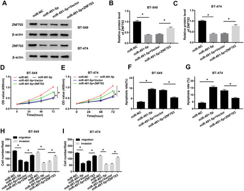 Figure 6 MiR-491-5p hampered the proliferation, migration and invasion and facilitated apoptosis via suppressing ZNF703 expression. (AC) Western blot assay was performed to examine the protein level of ZNF703 in BT-549 and BT-474 cells transfected with miR-NC, miR-491-5p, miR-491-5p + Vector or miR-491-5p + ZNF703. (D and E) CCK-8 assay was conducted to evaluate the proliferation of transfected BT-549 and BT-474 cells. (F and G) The apoptosis of transfected BT-549 and BT-474 cells was assessed by flow cytometry assay. (H and I) The migrated and invaded cells number was counted by the transwell assay. *P<0.05.