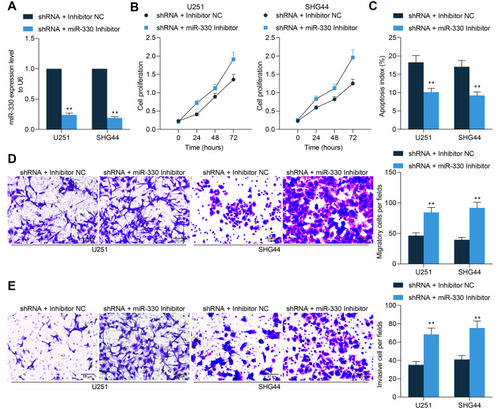 Figure 5 miR-330 restores viability of glioma cells suppressed by sh-GABPB1-AS1. (A) downregulation of miR-330 was further introduced in U251 and SHG44 cells following sh-GABPB1-AS1 transfection, and the transfection efficacy was validated by RT-qPCR; (B) viability of U251 and SHG44 cells after miR-330 inhibition determined by the CCK-8 method; (C) apoptosis rate of U251 and SHG44 cells after miR-330 inhibition examined by flow cytometry; (D–E) migration (D) and invasion (E) abilities of U251 and SHG44 cells after miR-330 inhibition detected by Transwell assays. Data were collected from three independent experiments and expressed as the mean ± SD. Data were analyzed by two-way ANOVA. **p < 0.01 vs shRNA + Inhibitor NC group.