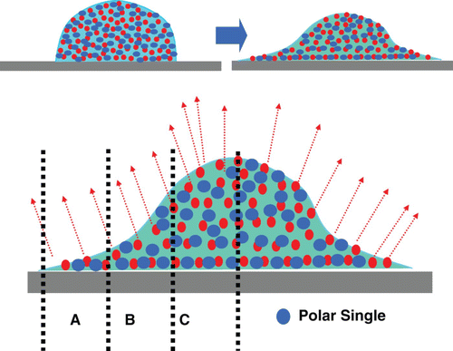 Figure 5. Schematic illustration of the dotted LC droplet after 10-min exposure to air. The evaporation rate of the LC single at each area is different.