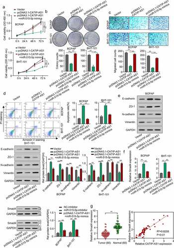 Figure 6. CATIP-AS1 suppresses the migration of THCA cell in vivo via miR-515-5p/SMAD4 pathway. (a) CCK-8 analysis of THCA cell proliferation after CATIP-AS1 and miR-515-5p overexpression. The cell proliferation was restored by miR-515-5p co-transfection (b) Colony formation assay. Co-transfecting miR-515-5p mimics reduced the number of colonies formed in the THCA cell lines. (c) Transwell assay. THCA cell migrative ability was restored by miR-515-5p mimics (d) Cell apoptosis assay. MiR-515-5p mimics reduced the apoptosis of THCA cell line (e) Western blot analysis of E-cadherin, ZO-1, N-cadherin, and Vimentin protein expression level in THCA cell lines after overexpressing CATIP-AS1 and co-transfection with miR-515-5p (f) SMAD4 expression level in THCA cell lines measured by qRT-PCR and Western blot analysis, after CATIP-AS1 and miR-515-5p overexpression. The relative expression of SMAD4 was significantly reduced after co-transfecting THCA cell lines with miR-515-5p mimics (g) QRT-PCR analysis of SMAD4 expression in THCA tumor samples and its association with CATIP-AS1 expression. SMAD4 was significantly upregulated in THCA samples compared to the normal ones and its expression was positively correlated with CATIP-AS1 expression.