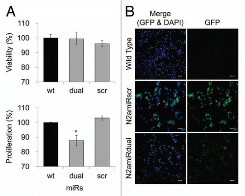 Figure 4 Cell proliferation, viability and GFP expression test. (A) Viability and proliferation of N2a cells stably transformed with miRdual or miRscr (*p < 0.05). (B) Confocal microscopy images of clonal expanded cells. N2amiRdual and N2amiRscr showed green fluorescent signals. Cell nuclei were stained with DAPI (blue). Photos were taken at 20 doubling passages. GFP signals stably expressed over 135 doubling passages. Scale bar, 50 um.