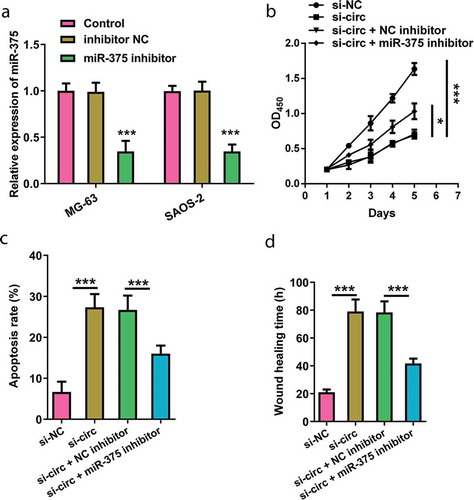 Figure 5. Involvement of miR-375 expression in the hsa_circ_0008035-modulated cell behaviors. Si-hsa_circ_0008035 (si-circ) and/or miR-375 inhibitor was transfected into MG-63 cells. (a) The expression of miR-375 was analyzed by RT-qPCR to confirm transfection efficiency. (b) Cell proliferation, (c) apoptosis rate and (d) wound-healing time were assessed by utilizing CCK-8, flow cytometry and migration experiment. Data were shown as the mean + SD for three replications per group. * p < 0.05, *** p < 0.001.