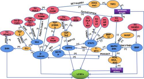 Figure 1 A network of lncRNAs and signaling pathways acting on LCSCs. This figure is composed of lncRNAs (PINK), signaling pathways (BLUE), LCSCs (GREEN), regulatory molecules (YELLOW), the final mechanisms of lncH19 and lncCUDR acting on LCSCs (PURPLE). The positive effect is represented by (+). However, the negative effect is represented by (-).