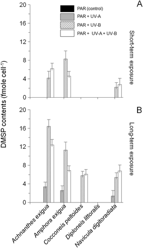 Fig. 5. DMSP content of Achnanthes exigua, Amphora exigua, Cocconeis peltoides, Diploneis littoralis and Navicula digitoradiata after 6 h (A) and 30 days exposure (B) to PAR, PAR+UV-A, PAR+UV-B and PAR+UV-A+UV-B. Values are means ± SD.