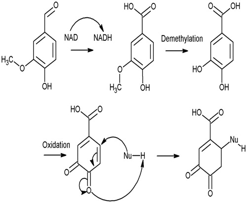 Figure 3. Metabolic transformation of vanillin and its possible reactions.