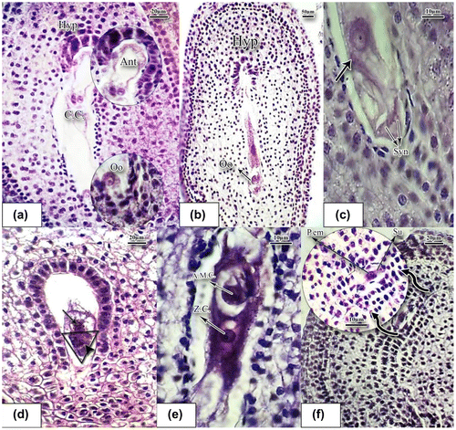 Figure 5. Stages of conception and formation of proembryo in basil stained with hematoxylin-eosin. (a) Mature embryo sac (×40). (b) Longitudinal slice of ovule; the oosphere is being conceived inside the embryo sac; hypostasis cells are above (×10). (c) The oosphere is being conceived; male gamete is located in the vicinity of the oosphere (black arrow shows the male gamete) (×100). (d) The two cells at the base are synergids, while the cell above is being fertilized by a sperm (arrowhead). The cell on the top of the triangle is the oosphere cell. The albumen mother cell divides and generates the nuclear albumen (×40). (e) Zygote cell and the nearby albumen mother cell (×100). (f) Conceived embryo sac; proembryo is located on the one row suspensor nuclear albumen. Divisions of albumen nuclei which resulted in the nuclear albumen are noticeable (×40). Abbreviations: A.M.C.: albumen mother cell; Ant: antipodal cells; C.C.: central cell; Hyp: hypostasis; Oo: oospher; P.em: proembryo; Su: suspensor; Syn: synergid; Z.C.: zygote cell.