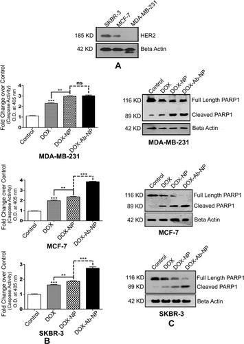 Figure 7 Comparative HER2 levels, caspase activity, and PARP cleavages in SKBR-3 cells, MCF-7 cells, and MDA-MB-231 cells.Notes: (A) Determination of the relative level of HER2 in SKBR-3 cells, MCF-7 cells, and MDA-MB-231 cells. (B) Activation of Caspase in MDA-MB-231 cells, MCF-7 cells, and SKBR-3 cells. (C) Detection of PARP cleavage in MDA-MB-231 cells, MCF-7 cells, and SKBR-3 cells. The values of p show statistical level of significance, **p<0.05, ***p<0.01, comparison between the groups are shown by over-head lines.Abbreviations: DOX, doxorubicin; Ab, antibody; NP, nanoparticle.