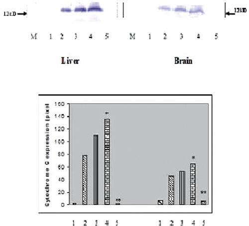 Figure 3.  Western Blot analysis of cytochrome c protein expression in liver (A) and brain (B) tissues of experimental rats (each group containing 6 rats). 1. Normal, 2. NaAsO2 treated, 3. NaAsO2+NPQC treated, 4. NaAsO2+NPDMSA treated, 5. NaAsO2+NP (QC+DMSA) treated. M, protein marker. Histogram showing mean pixel intensities (arbitrary units) of five immunoblots performed with different individual rats (n = 6). * Indicates significant difference from normal, ** Indicates significant difference from arsenic treated control. In both the cases P values were <0.001.