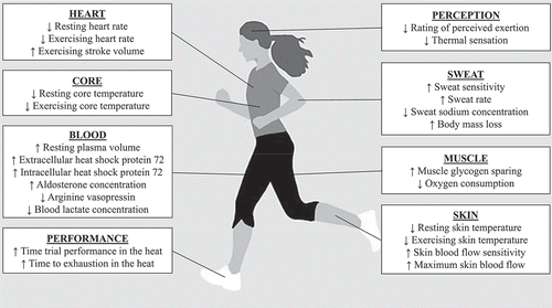 Figure 1. Heat acclimation adaptations that support exercise performance and safety in the heat.