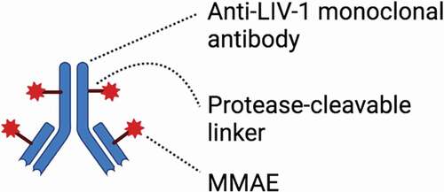 Figure 2. Schematic representation of the antibody–drug conjugate (ADC) ladiratuzumab vedotin. This ADC consists of a monoclonal antibody targeting LIV-1, a protease-cleavable linker and a microtubule-disrupting agent, the monomethyl auristatin E (MMAE).