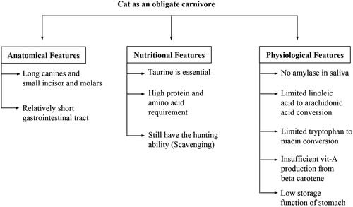 Figure 1. Some of the features of cats supporting the hypothesis that they are obligate carnivores.
