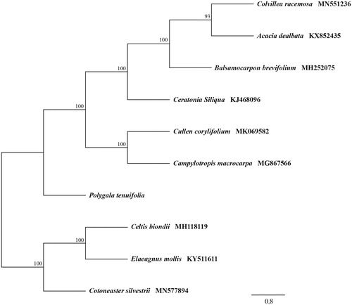 Figure 1. Maximum-likelihood tree based on 60 common protein-coding genes from 10 complete chloroplast genomes. Celtis biondii (Ulmaceae), Elaeagnus mollis (Elaeagnaceae) and Cotoneaster silvestrii (Rosaceae) served as outgroups. Bootstrap values are shown next to nodes.