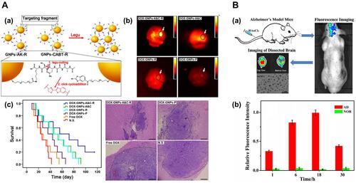 Figure 5 Applications of GNPs to brain diseases. (A) Targeting and retention of GNPs for enhanced treatment of glioblastoma. (a) Mechanism of legumain-activated click cycloaddition and aggregation process of GNPs-A&C-R. (b) Ex vivo imaging of the brain extracted from GBM-bearing mice treated with different formulations for 24 h. (c) Left: Kaplan-Meier plots of the survival in C6 GBM-bearing mice treated with different formulations. Right: H&E staining of GBM-bearing brain sections. The dotted region represents GBM cells, and bars represent 200 μm. Image A (a, b and c) adapted with permission from Ruan S, Xiao W, Hu C, Zhang H. Ligand-mediated andenzyme-directed precise targeting and retention for the enhancedtreatment of glioblastoma. ACS Appl Mat Interfaces. 2017;9 990(24):20348–20360. Copyright 2017, American Chemical Society.Citation88 (B) Fluorescent GNCs for in vivo imaging of AD. (a) Schematic illustration of fluorescence bio-marking of mouse brain with AD, which could be readily visualized by labeling the affected brain regions through intravenous injection of aqueous HAuCl4 solutions. (b) The variations of mean fluorescence intensity in the AD mouse model and the normal control group (NOR) at various time points. Image B (a and b) adapted with permission from Royal Society of Chemistry Royal Society of Chemistry, Lai L, Zhao C, Li X, et al. Fluorescent gold nanoclusters forin vivo target imaging of Alzheimer’s disease. RSC Adv.2016;6:30081–30088, permission conveyed through Copyright Clearance Center, Inc.Citation95