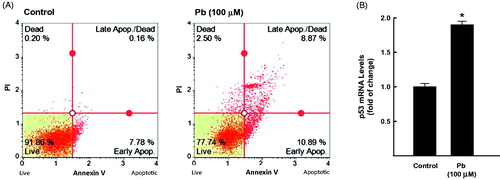 Figure 1. Effect of Pb treatment on apoptosis levels in A549 cells. The cells were treated for 24 h with Pb (100 µM). (A) the percentage of cells underwent apoptosis was determined by flow cytometry using annexin V/PI. (B) p53 mRNA level was quantified by RT-PCR and normalized to β-actin housekeeping gene. The values represent mean of fold change ± SEM (n = 6, triplicate). *p < 0.05 compared to control.