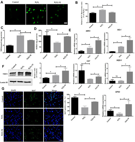 Figure 2 Quercetin alleviates OS by activating NRF2 signaling in vitro. (A) Representative images of DCFH-DA staining and (B) quantification through a microplate reader in the indicated groups. Scale bar: 50 μm. (C) MDA levels in different groups. (D) SOD levels in different groups. (E) mRNA expression levels of antioxidative genes (NRF2, HO-1, NQO-1, GPx3 and CAT). (F) Representative Western blotting images of NRF2 protein and quantification in hPDLCs. (G) Representative images and quantification of Ki67-positive cells stained with DAPI after different treatments (green: Ki67; blue: DAPI). Scale bar: 50 μm. All data are presented as the mean ± SD, *p < 0.05.