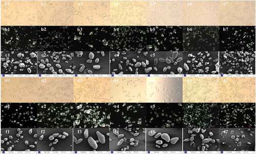 Figure 2. Morphological characteristics of the starch granules under normal light (NLM), polarized light (PLM), and scanning electron microscopes (SEM)