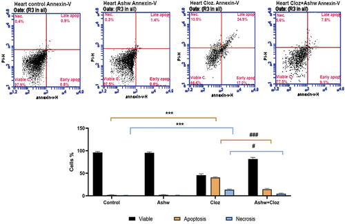 Figure 4. Effect of cloz and/or ashwagandha on fetal cardiomyocytes. (a) The presented histogram is representative of one trial from a total of three trials conducted independently. Different cardiomyocyte populations were distinguished by flow cytometry based on their PI/Annexin-V staining patterns; viable cells (negative for both stains), early apoptotic cells (positive for annexin), late apoptotic cells (positive for both stains) and necrotic cells (positive for PI). (b) Pooled data from the three experiments are presented as the mean percentage of different cardiomyocyte populations ± SD. ***p < 0.001 indicates a significant difference compared with the control group. ###p < 0.001 and #p < 0.05 indicate significant differences compared with the cloz group.