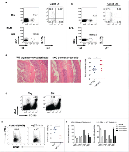Figure 4. Mice reconstituted with γδT17 cells have milder colitis. (A and B) Neonatal thymocytes from WT mice were transferred into lethally irradiated TCR δKO mice following BM cell transfer from TCR δ KO mice. Mice were reconstituted for at least eight weeks. Mice with BM cell transfer alone were used as control. γδT cell and intracellular IL-17 and IFNγ staining was performed in mLN (A) and LPL (B), respectively. (C) Reconstituted mice were fed with DSS water for 7 d. Representative histological slides and accumulative scores are shown. (D) Representative dot plots of Gr-1 and CD11b staining in LPL are shown. (E) Splenocytes from OT-1 mice were labeled with CFSE and then co-cultured with γδ T cells sorted from LPL of DSS-treated WT mice (day 7) in the presence of OVA for 3 d. Cells were stimulated with PMA+ionomycin and intracellular IFNγ staining was performed. Cells were gated on CD8+ cells. Representative dot plots and summarized IFNγ-producing CD8 T cells are shown. (F) LPLs from DSS-treated mice were stained with CD3, CD4, γδ TCR, and intracellular galectin-1 and galectin-9. Summarized percentages of galctin-1 or galectin-9-positive CD4 or γδ T cells are shown. *p < 0.05, **p < 0.01.
