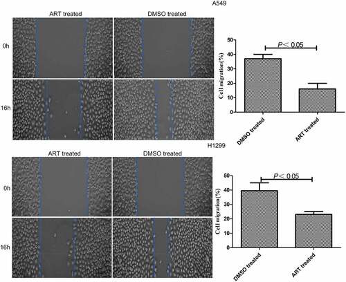 Figure 1. Inhibitory effects of ART on migration of A549 and H1299 cells evaluated by scratch assay. The experiments were performed in triplicate.