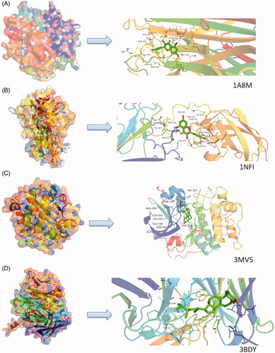 Figure 5. Molecular models of bioactive compounds that bind to their predicted protein targets. Green lines represent residues in the respective binding sites. Yellow dashed lines represent hydrogen bonds. Distance of interaction is indicated adjacent to the site of bonding. (A) 3D interaction diagrams of kaempferol in the active site of TNF (PDB ID 1A8M). (B) 3D interaction diagrams of stellasterol in the active site of RELA (PDB ID 1NFI). (C) 3D interaction diagrams of deoxycholic acid in the active site of AKT1 (PDB ID 3MV5). (D) 3D interaction diagrams of stellasterol in the active site of VEGFA (PDB ID 3BDY).