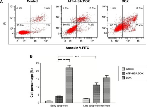 Figure 5 Flow cytometric distribution of H1299 cells after treatment with and without DOX (10 μM) or ATF–HSA:DOX (10 μM) for 12 hours.Notes: (A) The cells were stained by FITC-labeled Annexin V and PI. (B) Quantifications of the cell population show that ATF–HSA:DOX is less toxic than DOX. ATF–HSA:DOX given for 12 hours produced significantly fewer early apoptotic cells than did DOX and ~three times fewer early apoptotic cells than late apoptotic cells, suggesting that ATF–HSA:DOX-induced cell death is likely due to a different mechanism from DOX. **P<0.01. ***P<0.001.Abbreviations: ATF, amino-terminal fragment of urokinase; DOX, doxorubicin; FITC, fluorescein isothiocyanate; HSA, human serum albumin; PI, propidium iodide.